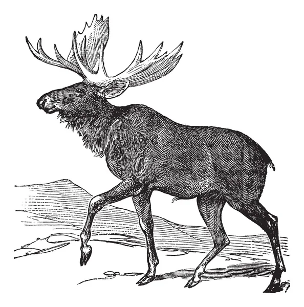 Elk ou Alces d'orignal ou d'Eurasie, gravure vintage — Image vectorielle