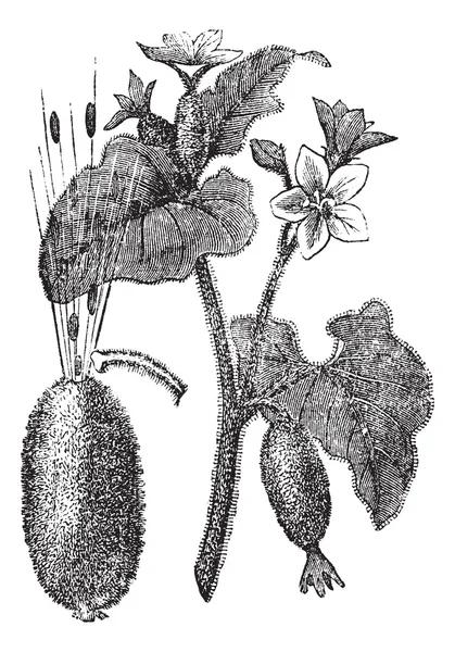 Огурец, или Взрывающийся огурец, или Ecballium elaterium , — стоковый вектор