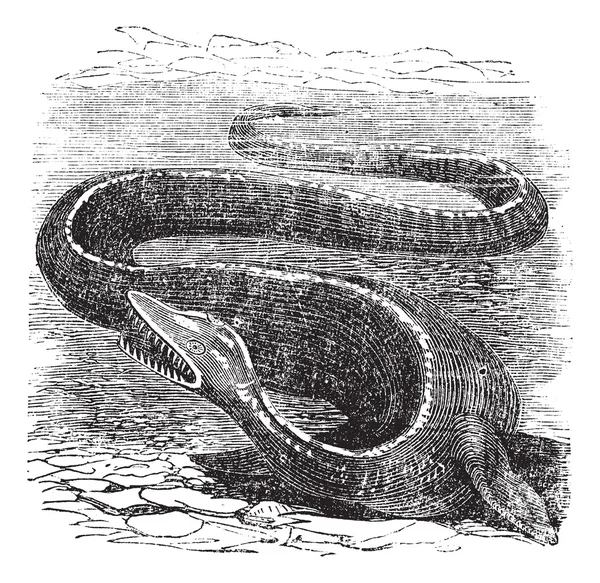 Elasmosaurus ou Elasmosaurus platyurus, gravure vintage — Image vectorielle