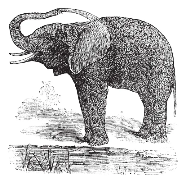 Africano Bush Elefante ou Loxodonta africana, vintage gravura — Vetor de Stock