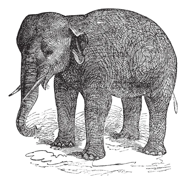 Elefante asiático ou elefante asiático ou Elephas maximus, vintage e —  Vetores de Stock