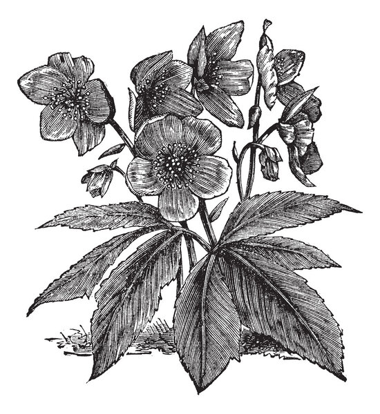 Black Hellebore or Christmas Rose or Helleborus niger, vintage e