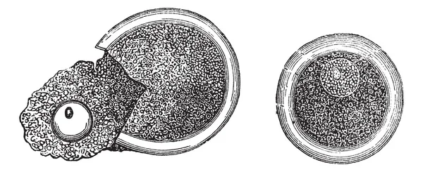 Эмбриология, винтажные гравированные иллюстрации — стоковый вектор