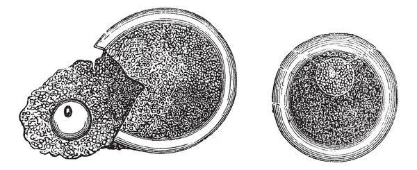 Embryologie, Vintage gravierte Illustration — Stockvektor