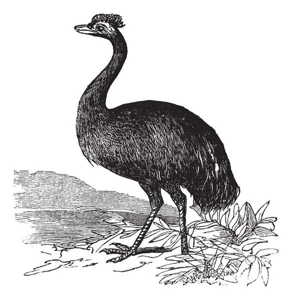 Emu ou Dromaius novaehollandiae, gravura vintage — Vetor de Stock