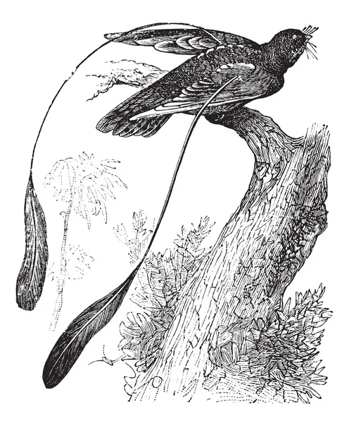 Πρότυπο-φτερωτό nightjar ή macrodipteryx longipennis, vintage e — Διανυσματικό Αρχείο