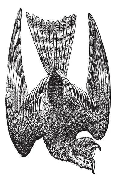 Nighthawk ou Nyctiprogne sp. ou Lurocalis sp. ou Chordeiles sp. . — Image vectorielle