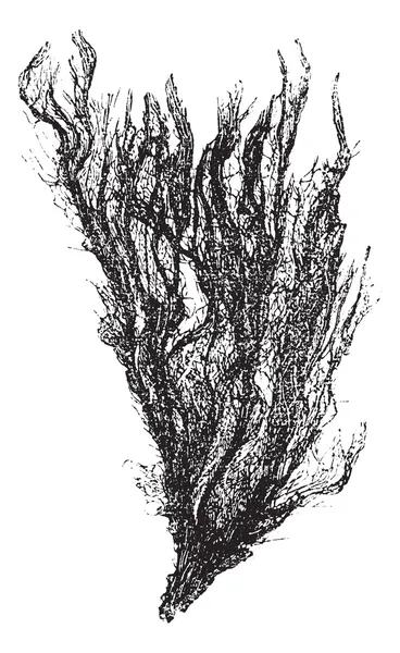 Gutweed and Grass Kelp or Ulva intestinalis, vintage engraving — Stock Vector