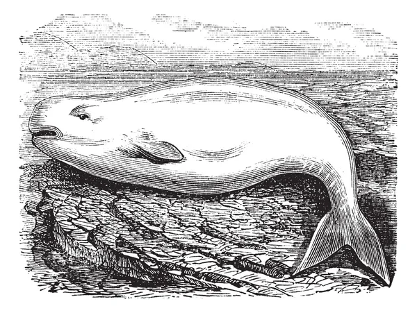 シロイルカまたは白クジラ アクアス イルカ、ビンテージ en — ストックベクタ