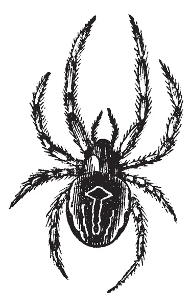 Orb-tessitura ragno comune o comune Epeira o Araneus sp., vinta — Vettoriale Stock