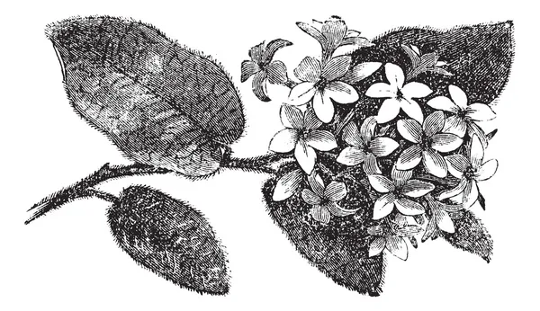 Maiblume oder hinterer Erdbeerbaum oder Epigaea repens, Vintage engravi — Stockvektor