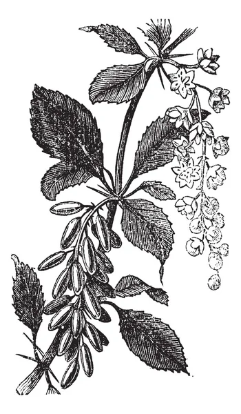 Барбарис или европейский барбарис или ягодник ягодный или амбарис или — стоковый вектор