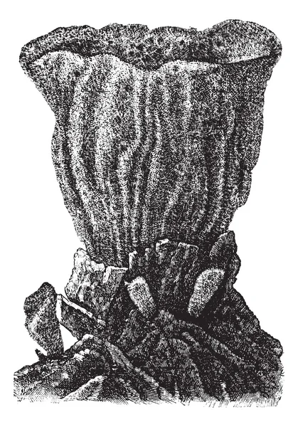 Eponge, illustration gravée vintage — Image vectorielle