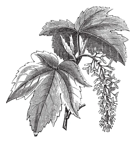 Sycamore o Sycamore Arce o Acer pseudoplatanus, engra vintage — Archivo Imágenes Vectoriales