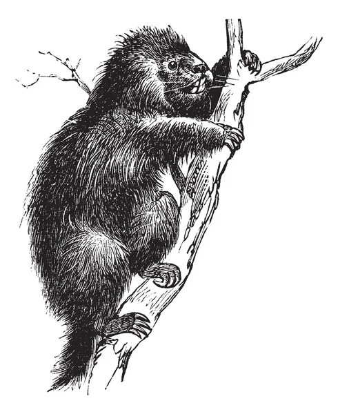 Puercoespín común o puercoespín norteamericano o puercoespín canadiense — Archivo Imágenes Vectoriales