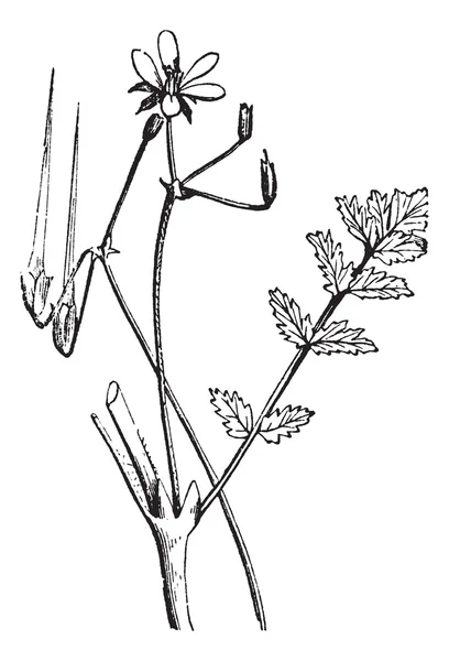Cigogne à bec commune ou Filarée à tiges rouges ou Erodium cicutarium, vi — Image vectorielle