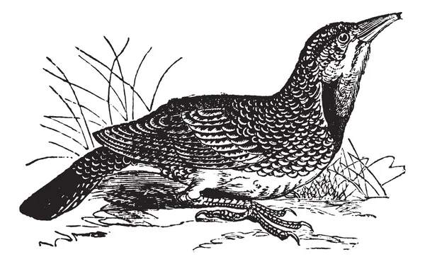 Meadowlark oriental o Sturnella magna, grabado vintage — Archivo Imágenes Vectoriales