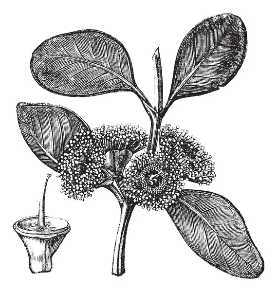 Mallee Bell-fruited ou Eucalyptus preissiana, gravura vintage —  Vetores de Stock