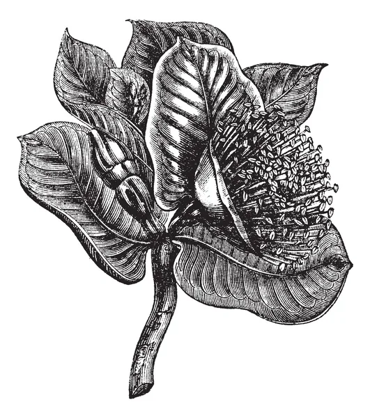 Mottlecah or Eucalyptus macocarpa, vintage engraving — Stock Vector