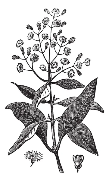 Piment of jamaica peper of kurundu of myrtle peper of piment — Stockvector