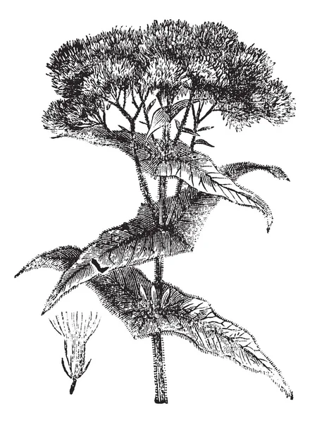 조-pye 잡 초 또는 Eutrochium sp., 빈티지 조각 — 스톡 벡터