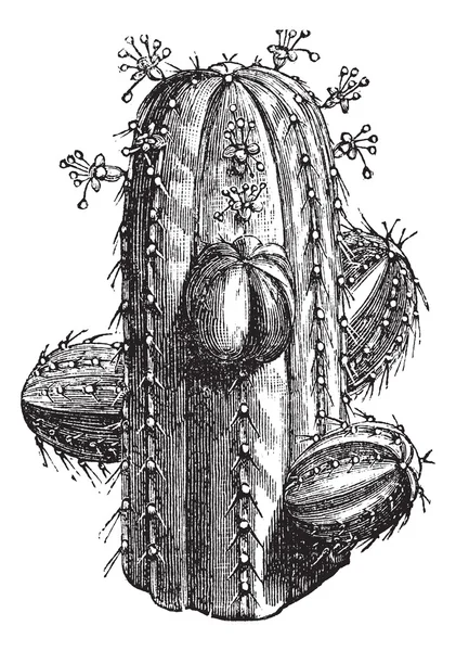 Euphorbia officinarum, vintage engraving — Stock Vector