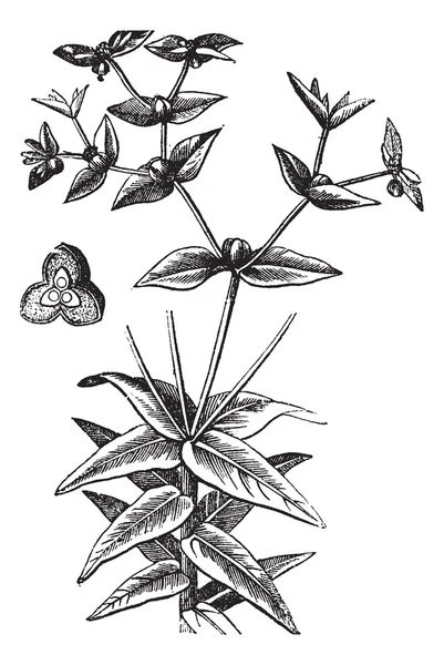 Braakwortel Amerikaanse of euphorbia ipecacuanhae, vintage gravure — Stockvector