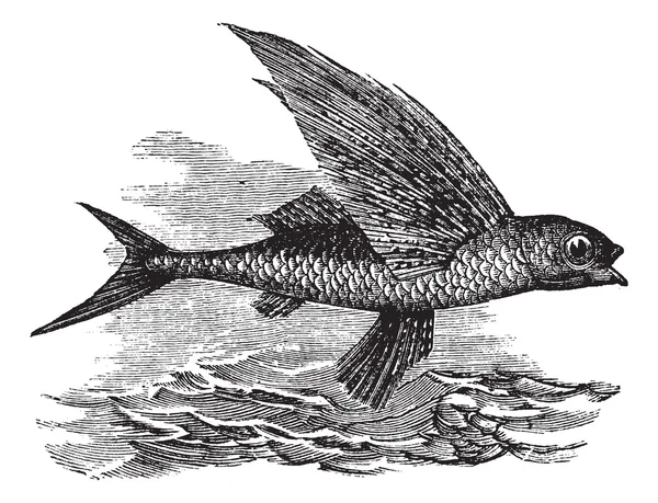 Uçan balık veya exocoetidae, antika gravür — Stok Vektör