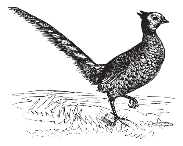 Обыкновенный фазан или фазиан колхикус, винтажная гравировка — стоковый вектор