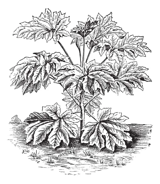 Rijst - papier plant of tung-tsau of tetrapanax papyriferus, vintage — Stockvector