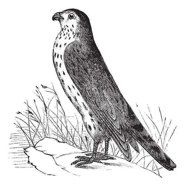Merlin or Pigeon Hawk or Falco columbarius, vintage engraving — Stock Vector