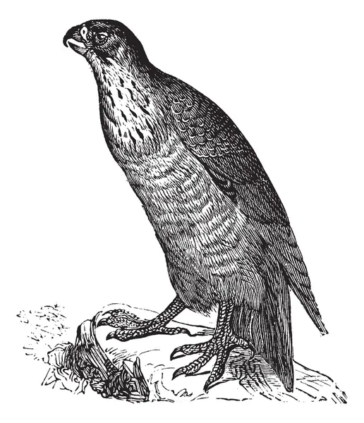 Peregrine falcon veya falco peregrinus, antika gravür — Stok Vektör