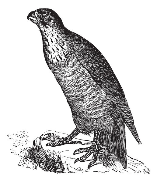 Peregrine Falcon or Falco peregrinus, vintage engraving