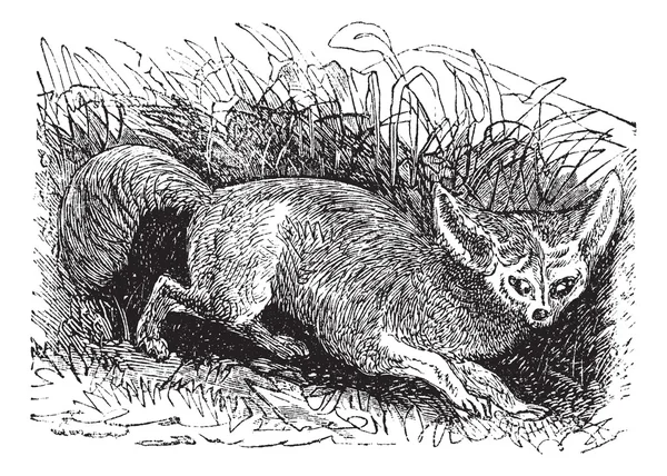 Νυχτερίδα-eared αλεπού ή otocyon megalotis, vintage Χαρακτική — Διανυσματικό Αρχείο