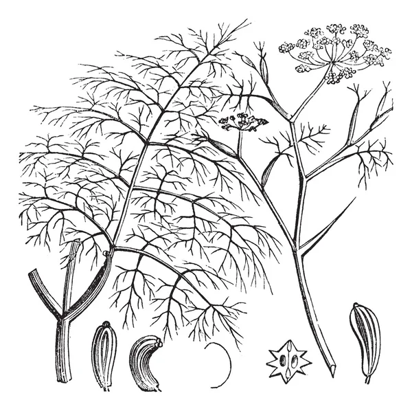 Funcho comum ou Foeniculum vulgare, gravura vintage —  Vetores de Stock