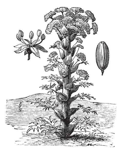 Ferula ή ferula sp., vintage Χαρακτική — Διανυσματικό Αρχείο