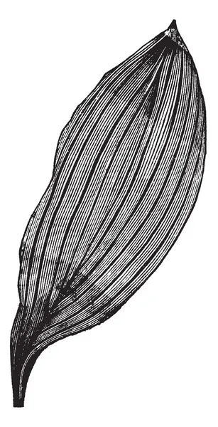 Parallel-veined Leaf, vintage engraving — Stock Vector