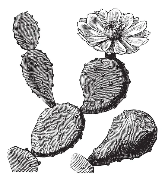 Fig berberisca o higuera india Opuntia o pera espinosa u opuntia fic — Vector de stock