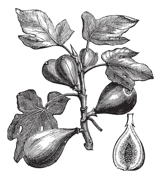 Figue commune ou Ficus carica, gravure vintage — Image vectorielle