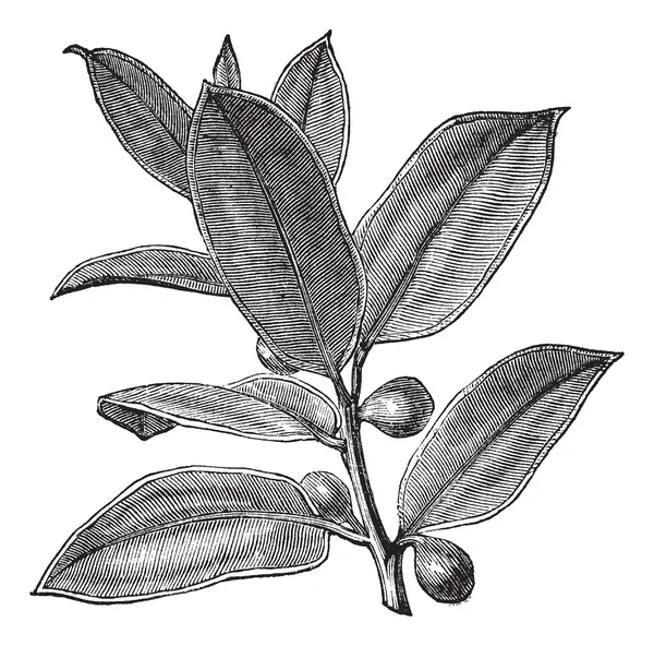 Rubber plant of rubber fig of rubber bush of Indiase rubber bush — Stockvector