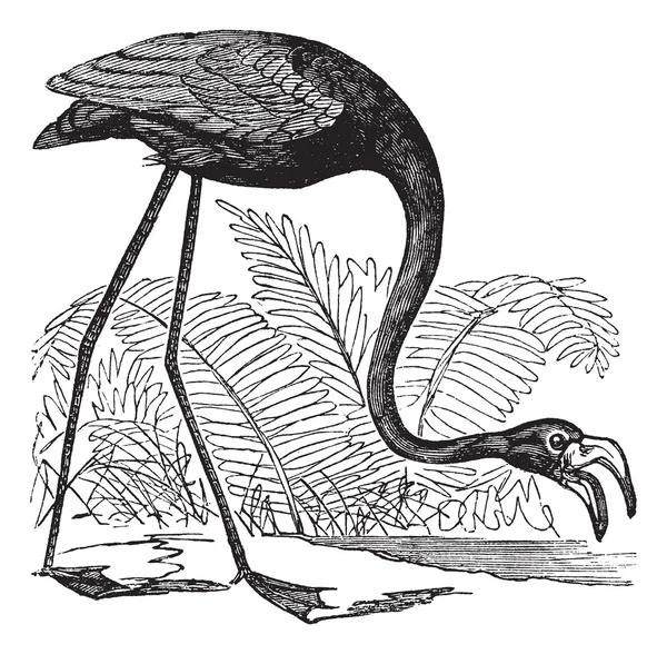 Flamingo comum ou Phoenicopterus sp. ou Phoenicoparrus sp., vin —  Vetores de Stock