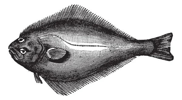 大西洋大比目鱼或 hippoglossus hippoglossus，复古雕刻 — 图库矢量图片