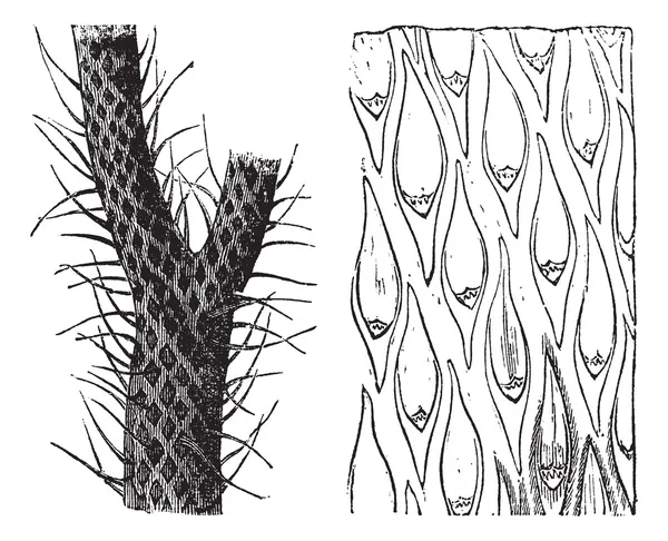 Lepidodendron, vintage gravyr — Stock vektor