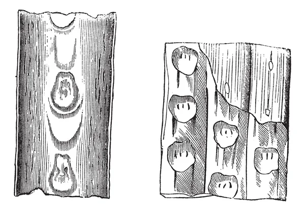 Sigillaria, antika gravür — Stok Vektör
