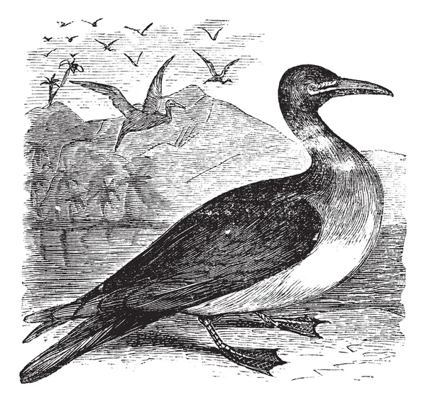 Booby of sula sp., vintage gravure — Stockvector