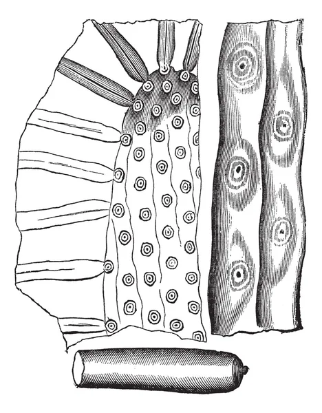 Стигмария, винтажная гравировка — стоковый вектор
