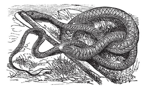 Whipsnake ou Coachwhip ou Masticophis flagellum, gravure vintage — Image vectorielle