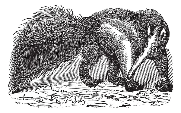 Γίγαντας anteater ή myrmecophaga tridactyla, vintage Χαρακτική — Διανυσματικό Αρχείο