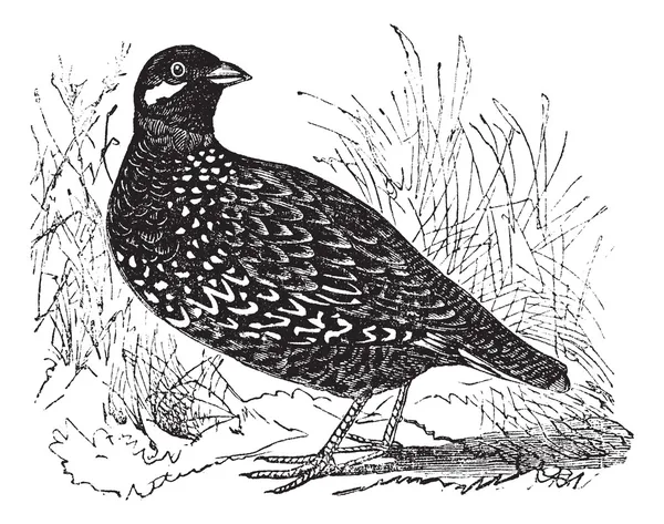 Schwarzer Francolin oder Francolinus francolinus, Wildvogel, Jahrgang e — Stockvektor