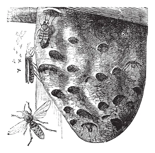 スズメバチとスズメバチの巣ビンテージ彫刻 — ストックベクタ